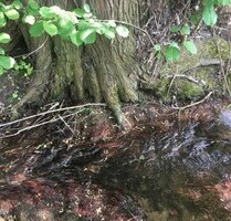 Weiher Wald oder Ausgleichsfläche - Winden a. Aign