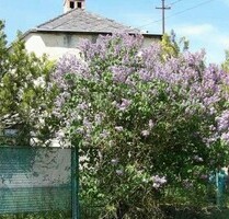 Bauernhaus bei Sümeg - 78.000,00&nbsp;EUR Kaufpreis, ca.&nbsp; 88,00&nbsp;m&sup2;&nbsp;Wohnfl&auml;che in Csabrendek (PLZ: 8474)