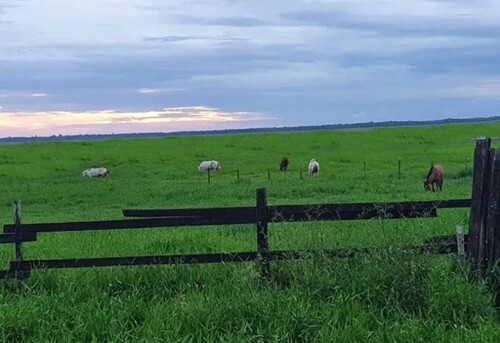 Bild 1 - Riesengrosse Rinderfarm 10000 Ha mit Pferdezucht Brasilien