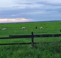 Riesengrosse Rinderfarm 10000 Ha mit Pferdezucht Brasilien - Pracuuba