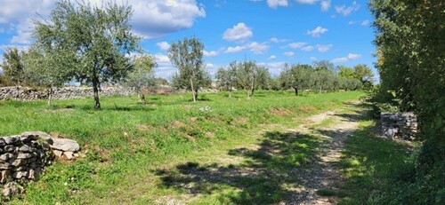 Bild 1 - ISTRIEN - BAUGRUND IM OLIVENHAIN