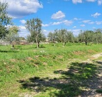ISTRIEN - BAUGRUND IM OLIVENHAIN - Barban