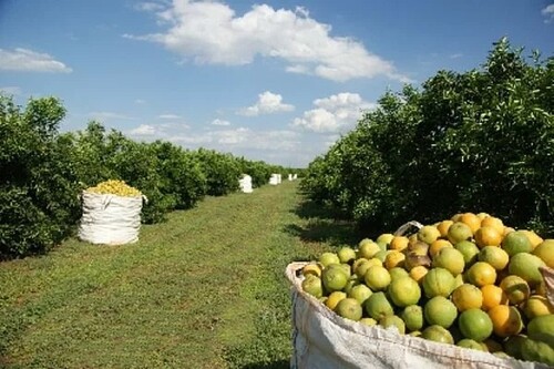 Bild 1 - 150 Ha Orangen-Farm bei Rio Preto da Eva Brasilien