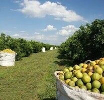 150 Ha Orangen-Farm bei Rio Preto da Eva Brasilien