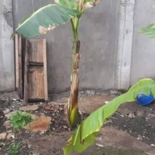 Bild 2 - Grundstück zum Kaufen in Tagbilaran city