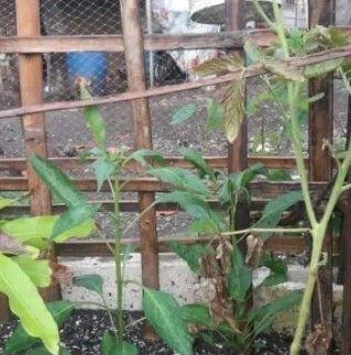 Bild 4 - Grundstück in Tagbilaran city zum Kaufen