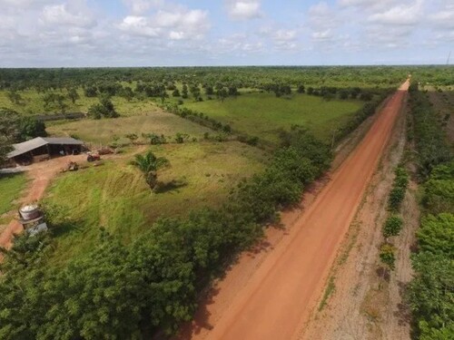 Bild 1 - Rinderfarm Früchtefarm bei Belem in Brasilien
