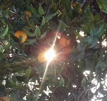 Olivenhain in Griechenland nahe Meer zu verkaufen - Koroni