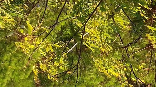 Bild 3 - Grundstück in Koroni