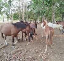 Brasilien riesengrosse 650ha Agro-Farm und Pferdezucht - Manaus