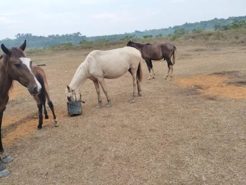 Bild 2 - Grundstück zum Kaufen in Manaus