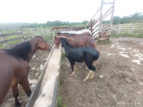 Bild 3 - Grundstück in Manaus