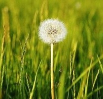 Baujahr 1982 gepflegter Zustand gute Bausubstanz - Praia do Carvoeiro