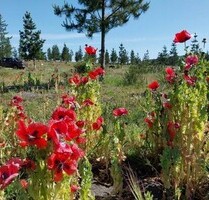 Grundstück nahe Los Angeles Chile