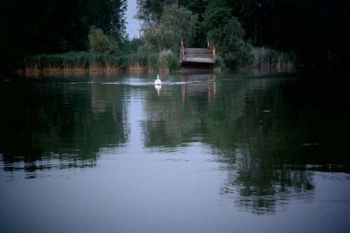 Bild 1 - Pferdehof auf einer Insel an der Donau