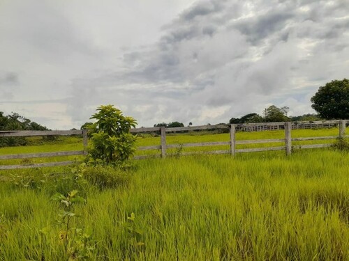 Bild 1 - 1185 Ha grosse Tiefpreis Rinderfarm bei Belem Brasilien