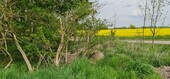 Bild 3 - Grundstück in Walkendorf-Repnitz