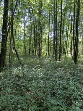 Bild 1 - Mischwald 100 Jahre alt - 39.000,00&nbsp;EUR Kaufpreis, ca.&nbsp; 13.000,00&nbsp;m&sup2;
