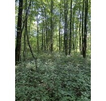 Mischwald 100 Jahre alt - 39.000,00&nbsp;EUR Kaufpreis, ca.&nbsp; 13.000,00&nbsp;m&sup2; in Oriovac (PLZ: 35250)