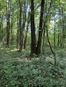 Bild 3 - Grundstück in Oriovac