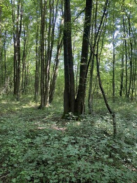 Bild 3 - Grundstück in Oriovac