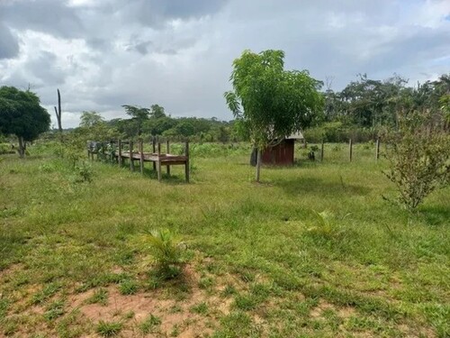 Bild 1 - Brasilien 60 Ha Früchtefarm bei Canta Roraima