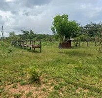 Brasilien 60 Ha Früchtefarm bei Canta Roraima - Cantá