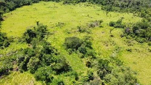 Bild 1 - Tiefpreis Grundstück 1000 Ha mit Rohstoffen in Brasilien