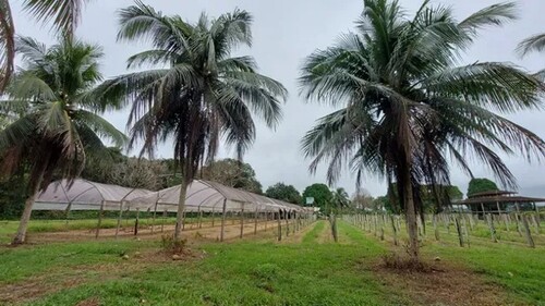 Bild 1 - Früchtefarm 2449 ha Region Manaus Amazonas