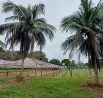 Früchtefarm 2449 ha Region Manaus Amazonas