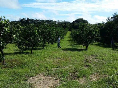 Bild 3 - Grundstück in Rio Preto da Eva
