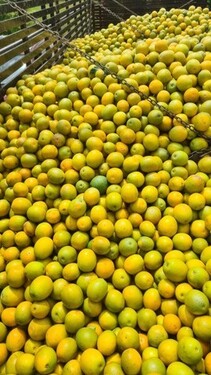 Bild 4 - Grundstück in Rio Preto da Eva zum Kaufen