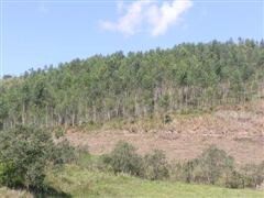 Bild 4 - Einfamilienhaus mit 1.000,00 m&sup2; in Rio de Janeiro zum Kaufen