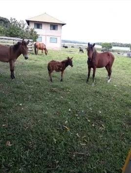 Bild 2 - Grundstück zum Kaufen in Santarem