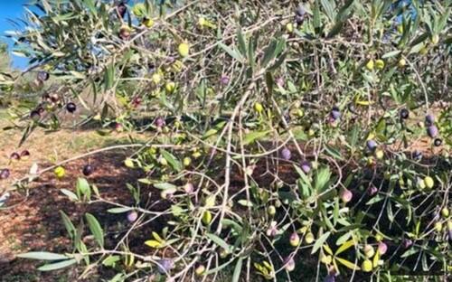 Bild 2 - Grundstück zum Kaufen in Benicarlo