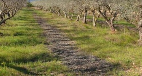 Bild 4 - Grundstück in Benicarlo zum Kaufen