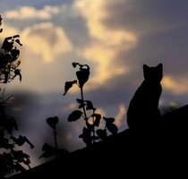 Grundstück zu verkaufen in Sri Lanka - Thellambura