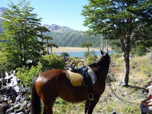 Bild 4 - Einfamilienhaus mit 1.000,00 m² in Curacautin zum Kaufen