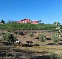 Schöne Quinta 7ha Beiras e Serra da Estrela Portugal - 6430 Meda
