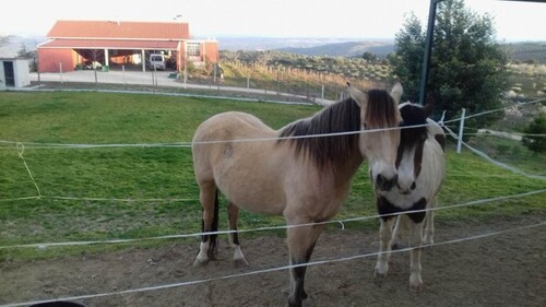 Bild 2 - 5 Zimmer Einfamilienhaus zum Kaufen in 6430 Meda