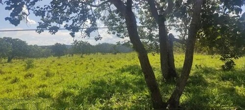 Bild 3 - Grundstück in Presidente Figueiredo