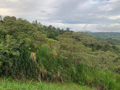 Bild 2 - Grundstück zum Kaufen in Agua buena