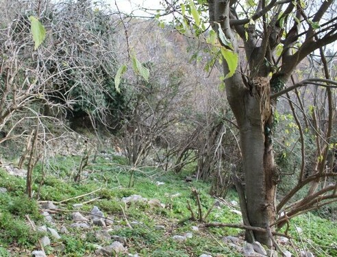 Bild 3 - Grundstück in Gemeinde Ulcinj