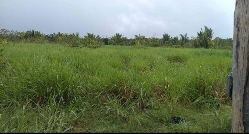 Bild 2 - Grundstück zum Kaufen in Amajari