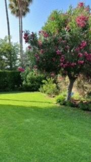 Bild 1 - Sonniges Appartement an 3 Golfplätzen Mallorca