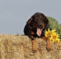 Wunderschöne Estancia 400ha in Paraguay - Ybytymi