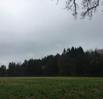 Kiefernwald nahe Kamenz - 124.000,00 EUR Kaufpreis, ca.  62.000,00 m² in Neukirch-Gottschdorf (PLZ: 01936)
