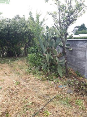 Bild 2 - Grundstück zum Kaufen in Tucapel