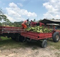 Brasilien 1136.66 Ha Orangen - Kokosnuss - Viehzucht Farm RR - Manaus