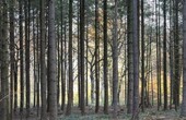 Bild 1 - Nadelwald bei Traindorf-Heiligenstadt